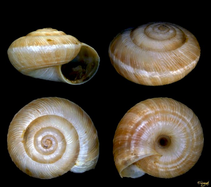 Cernuella cfr. (xeroamanda) caruanae